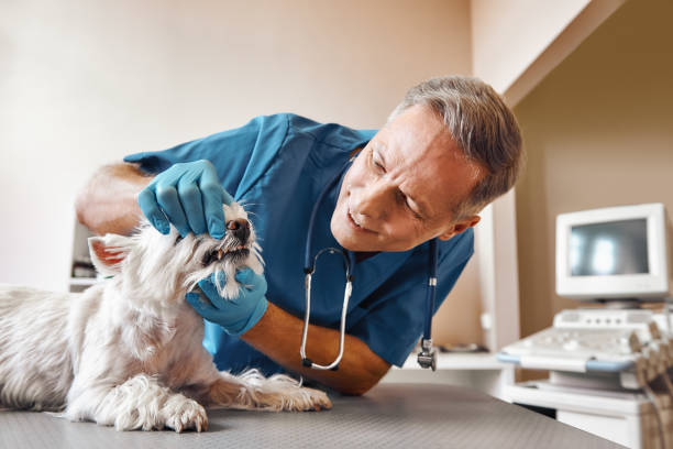 Best Weekend Emergency Dental Services in Arapahoe, WY